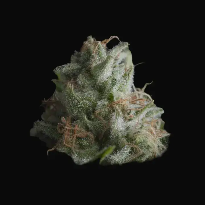 Shark CBD