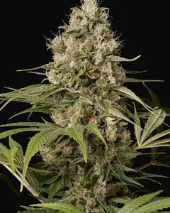 Shark Shock CBD