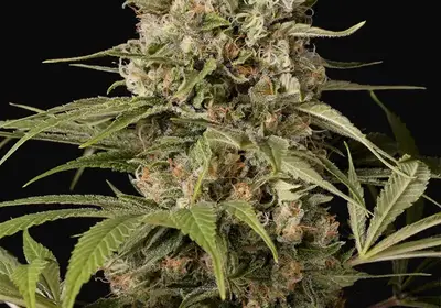 Shark Shock CBD