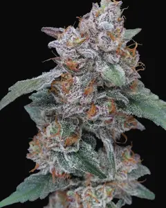 SherBacio OG Auto