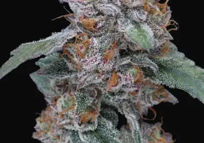 SherBacio OG Auto