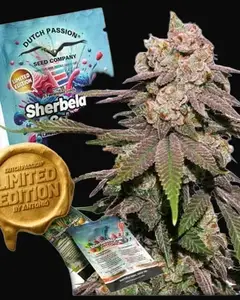 Sherbelato Cake