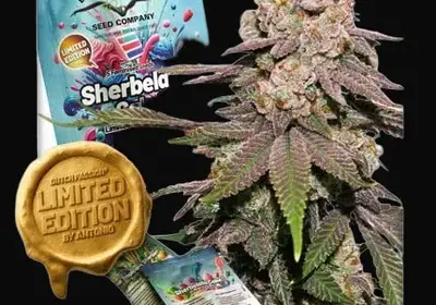 Sherbelato Cake