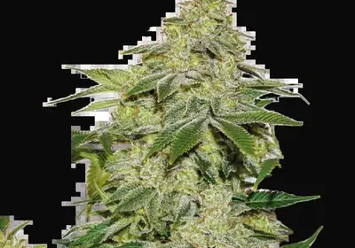 Sherbet Auto