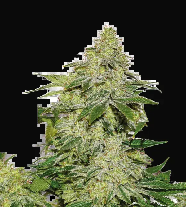 Sherbet Auto