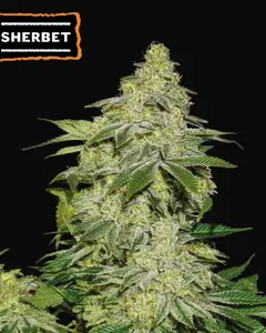 Sherbet Auto