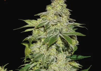 Sherbet Auto