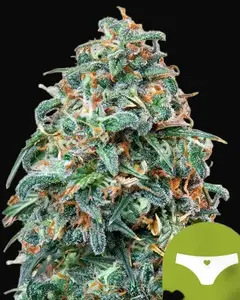 Sherbet Queen Auto