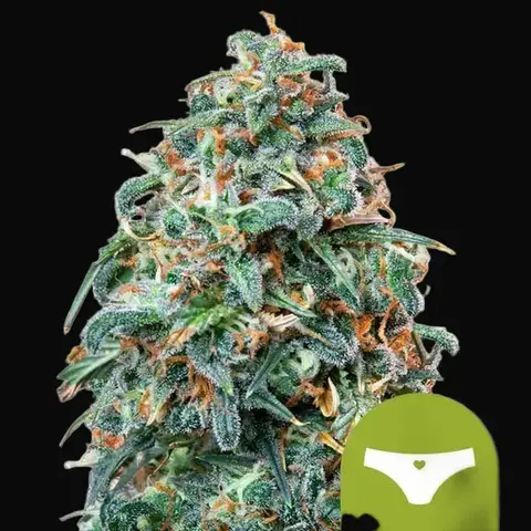 Sherbet Queen Auto