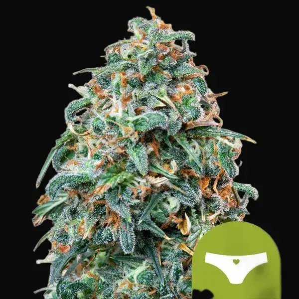 Sherbet Queen Auto