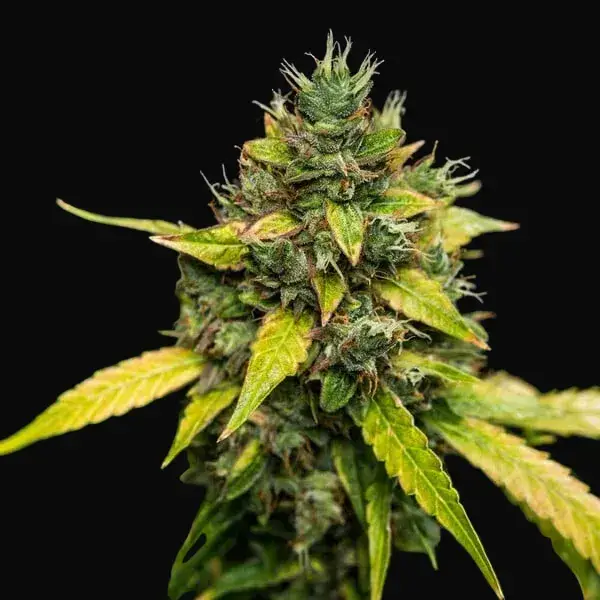Sherbet Queen Auto — zdjęcie 6