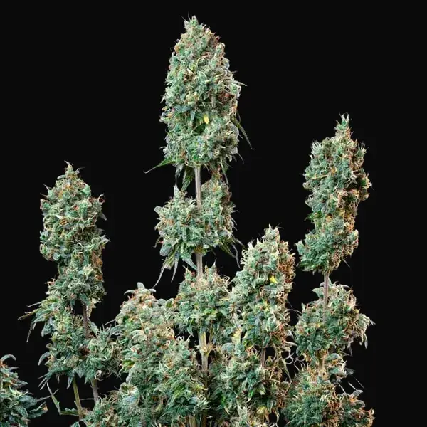Sherbet Queen Auto — zdjęcie 9