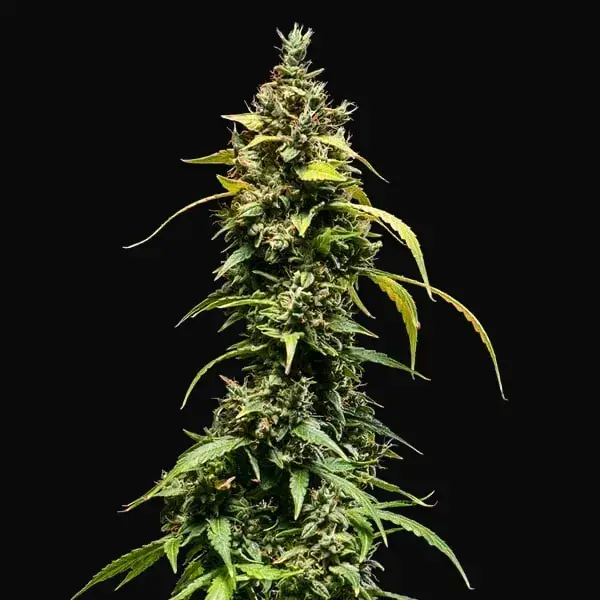 Sherbet Queen Auto — zdjęcie 5
