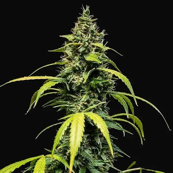 Sherbet Queen Auto — zdjęcie 3