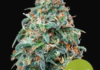 Sherbet Queen