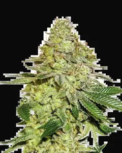 Sherbet