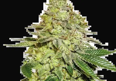 Sherbet