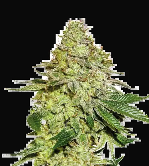 Sherbet