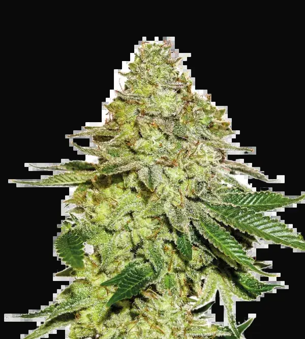 Sherbet