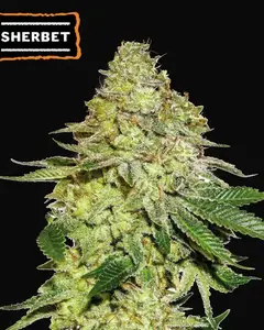 Sherbet