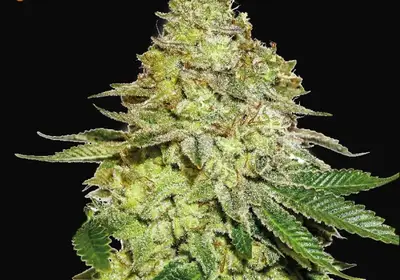 Sherbet