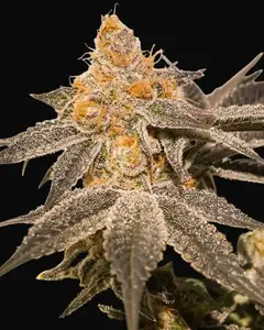 Sherblato Cake