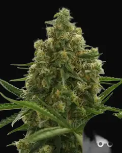 Shining Silver Haze Regular