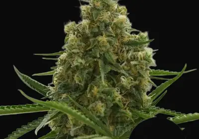 Shining Silver Haze Regular