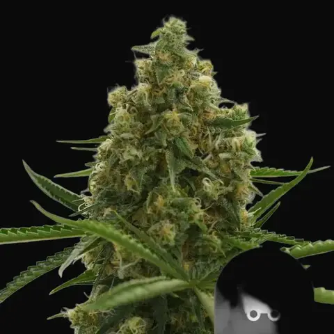 Shining Silver Haze Regular