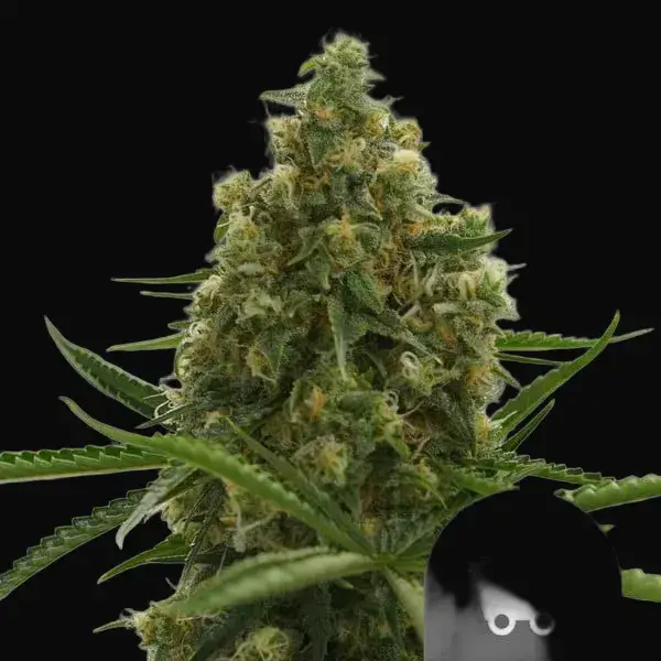 Shining Silver Haze Regular