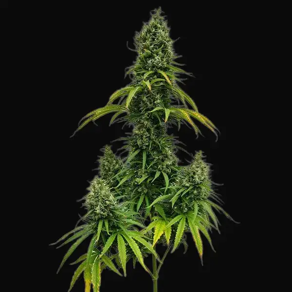 Shining Silver Haze Regular — zdjęcie 3