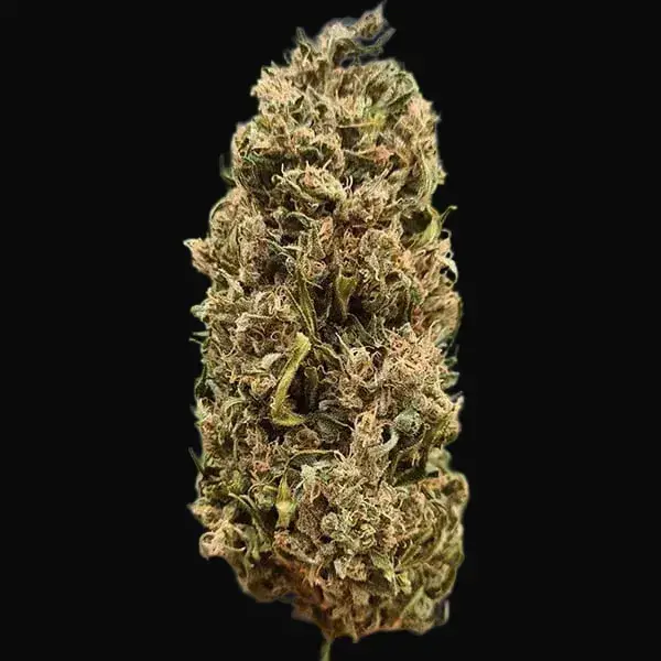 Shining Silver Haze Regular — zdjęcie 5