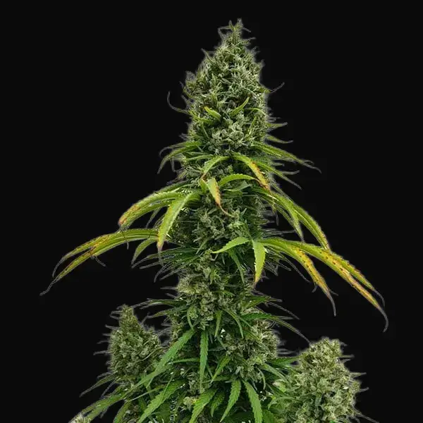 Shining Silver Haze Regular — zdjęcie 4
