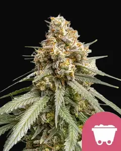 Shining Silver Haze