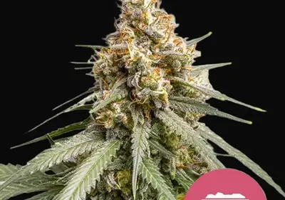 Shining Silver Haze