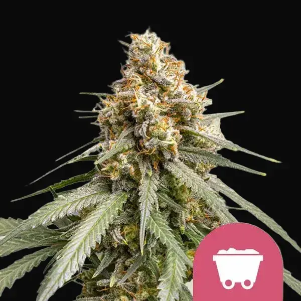 Shining Silver Haze