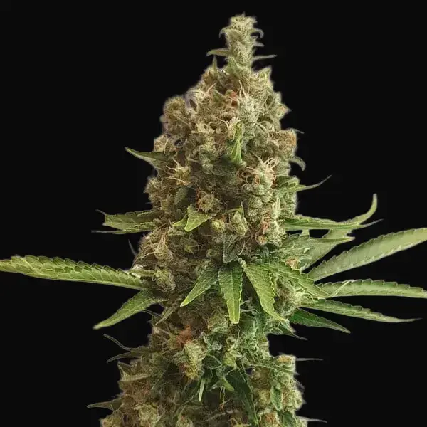 Shining Silver Haze — zdjęcie 4