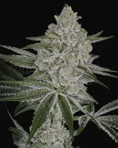Shishka Lemonade