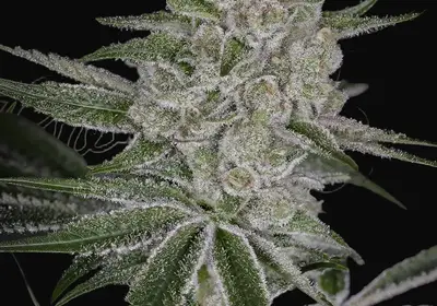 Shishka Lemonade