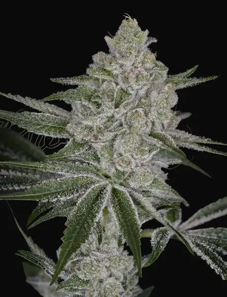 Shishka Lemonade