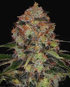 Shiskaberry