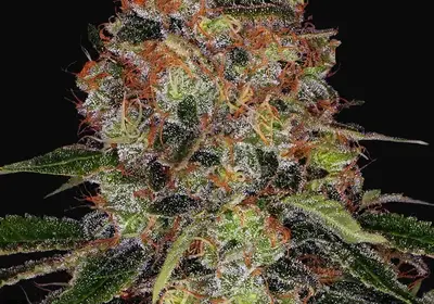 Shiskaberry