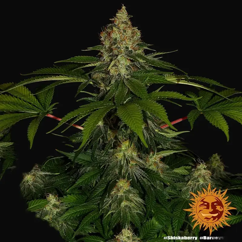 Shiskaberry — zdjęcie 5