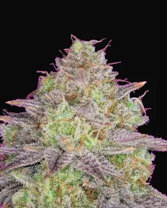 Shiskaberry
