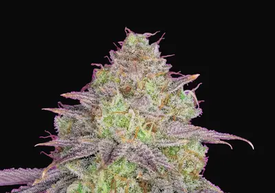 Shiskaberry
