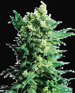 Shiva Shanti II Regular