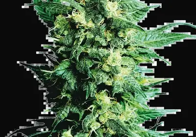 Shiva Shanti II Regular