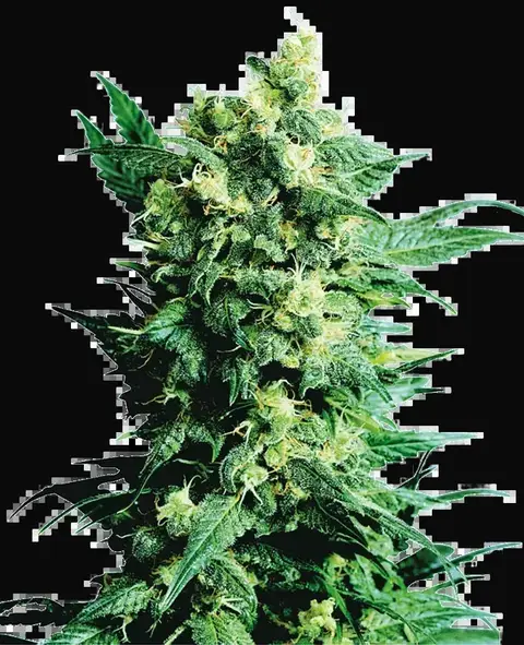 Shiva Shanti II Regular