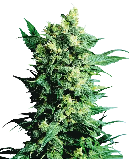 Shiva Shanti II Regular