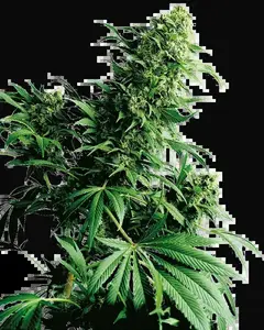 Shiva Shanti Regular